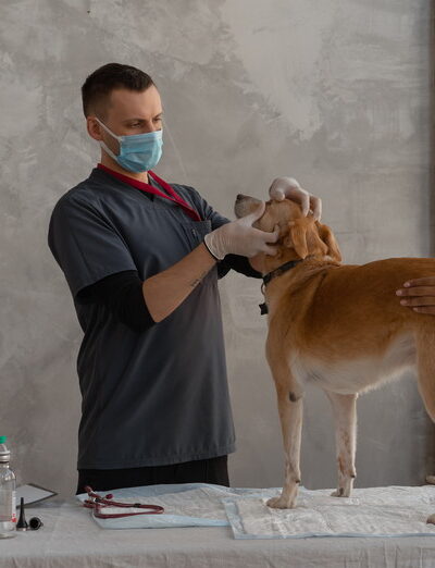 دامپزشکی و لوازم و خدمات حیوانات خانگی